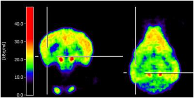 Recent Advances in Radiotracer Imaging Hold Potential for Future Refined Evaluation of Epilepsy in Veterinary Neurology